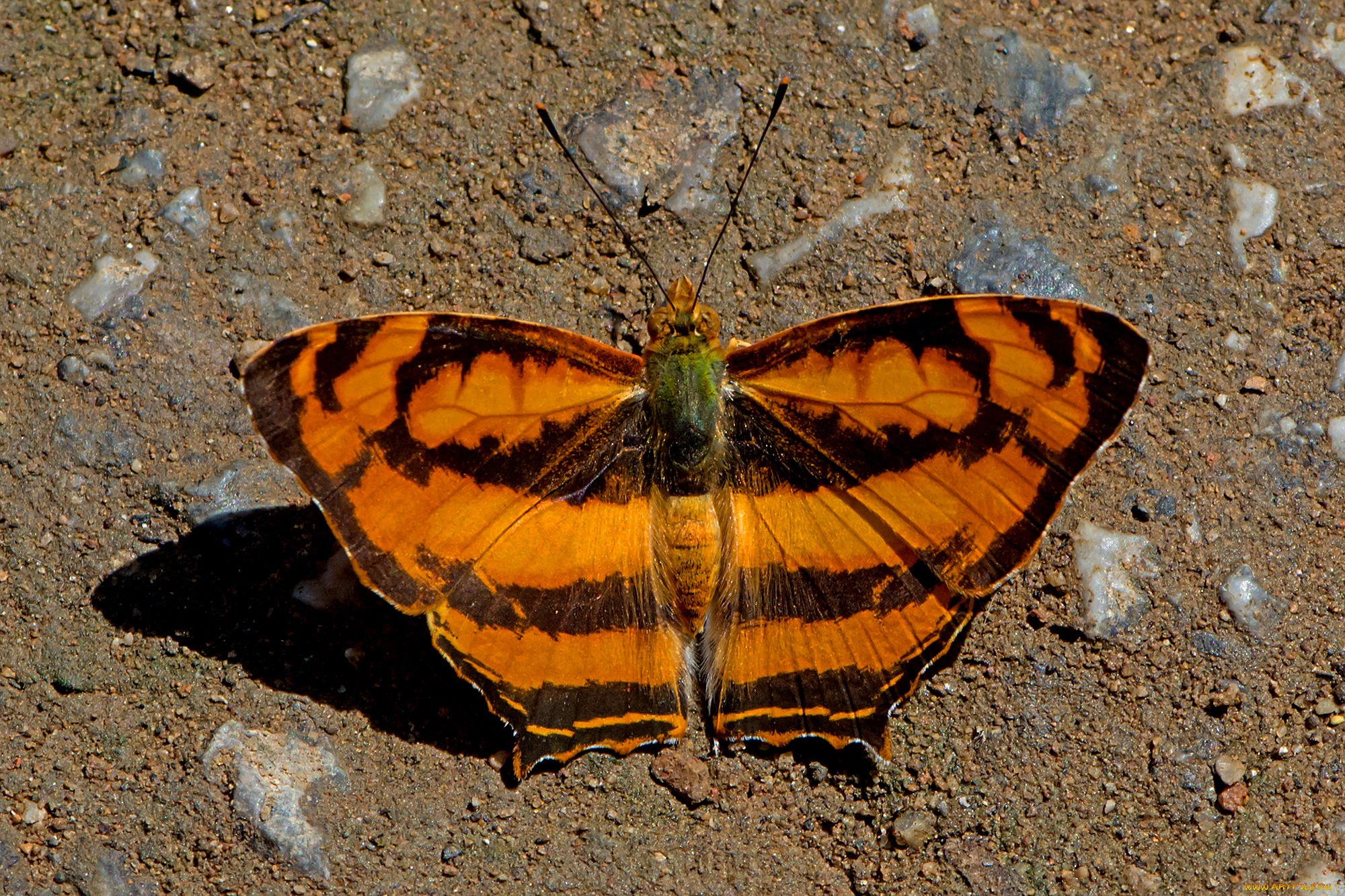 symbrenthia, lilaea, -, common, jester, животные, бабочки, , мотыльки, , моли, бабочка