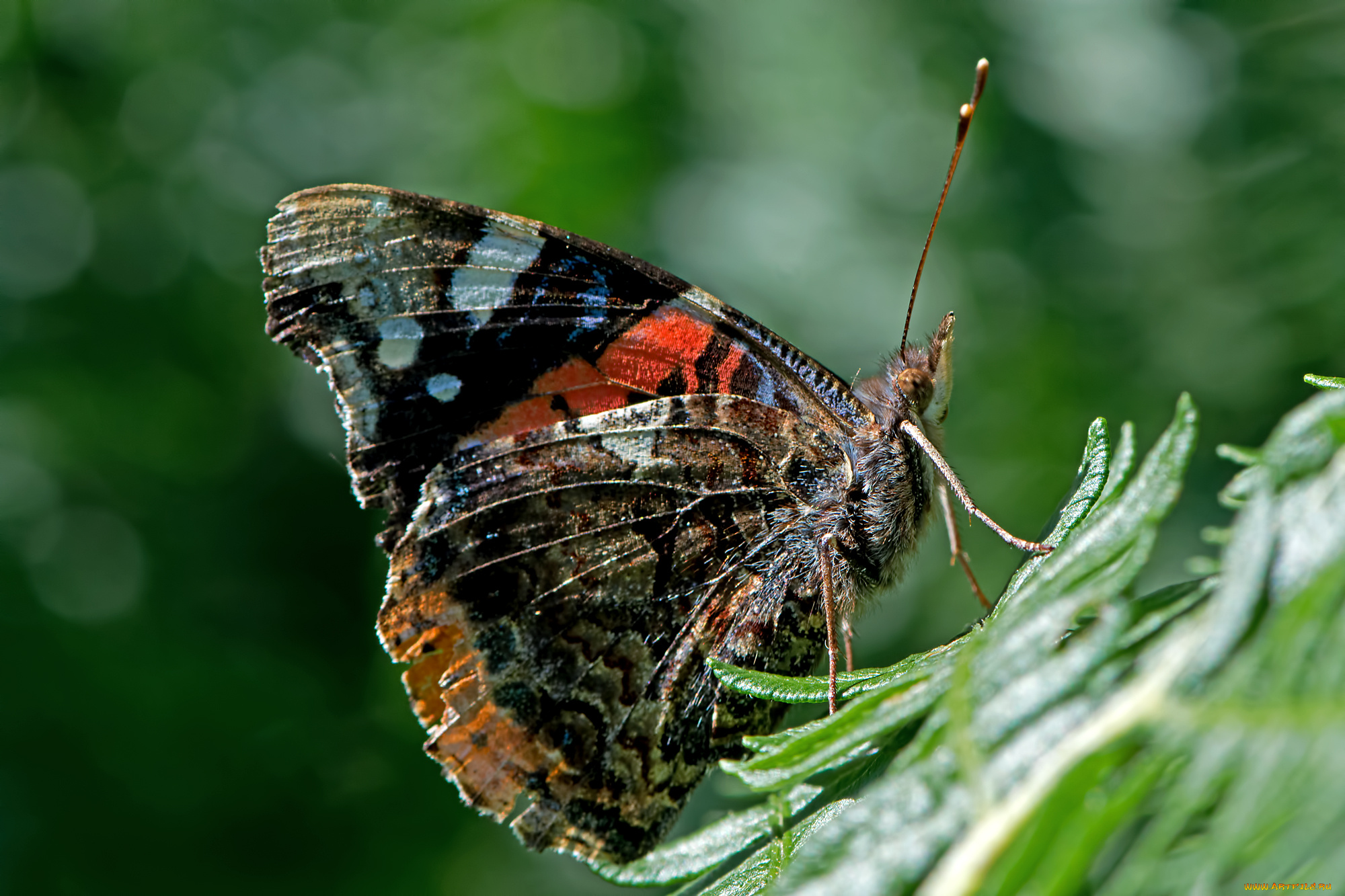 vanessa, atalanta, -, red, admiral, животные, бабочки, , мотыльки, , моли, бабочка