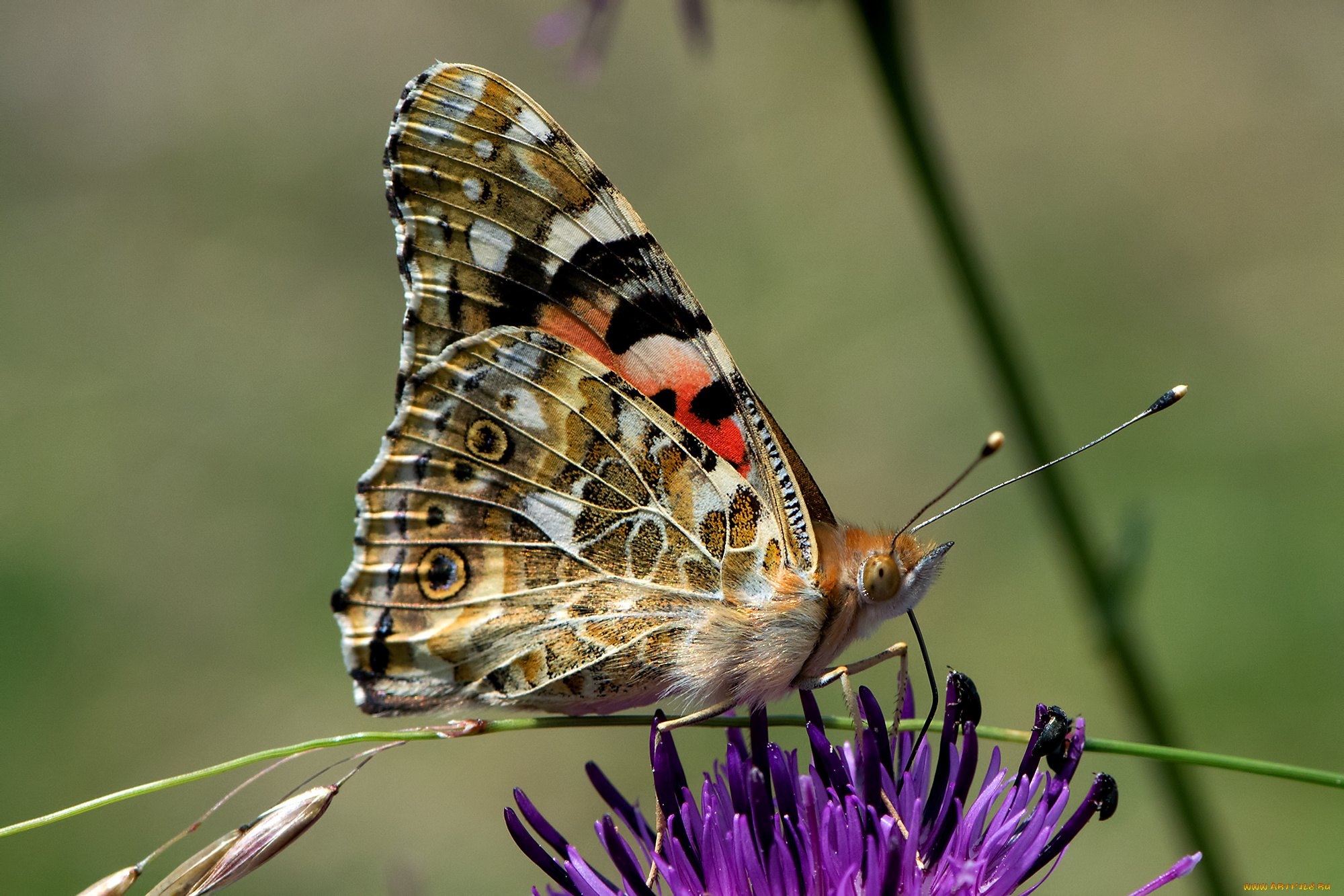 vanessa, cardui, -, painted, lady, животные, бабочки, , мотыльки, , моли, бабочка