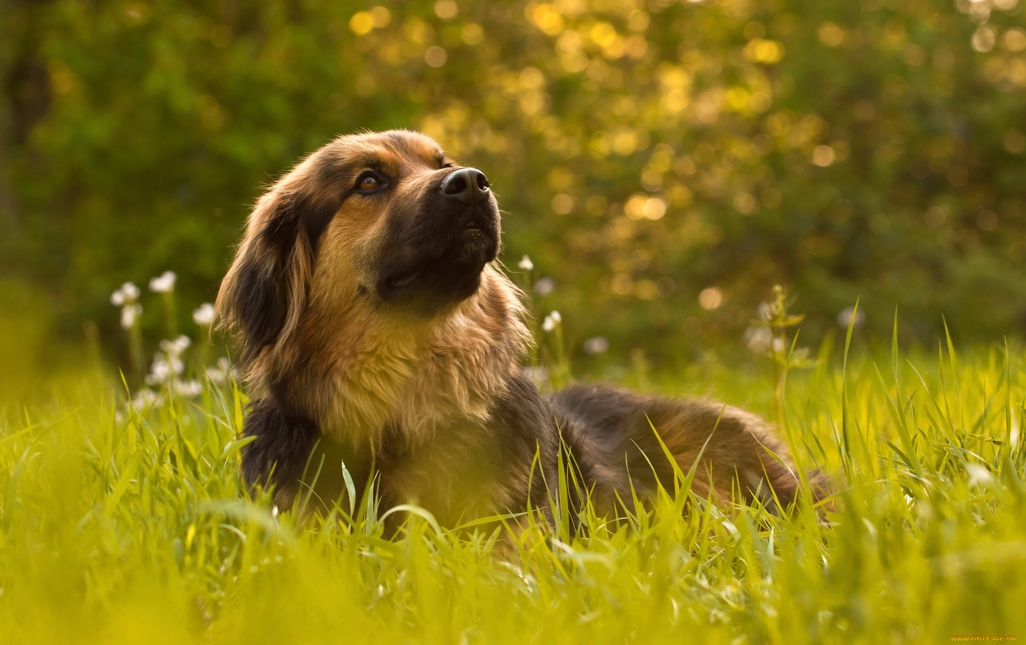 животные, собаки, пёс, wonderful, dog, life, трава