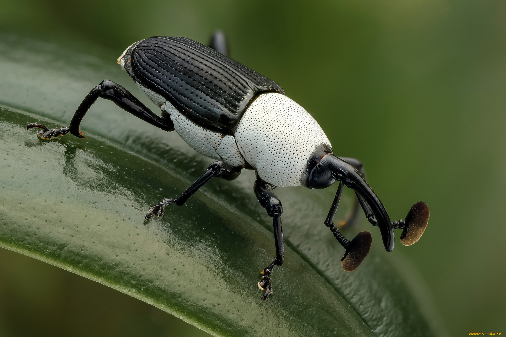 black, &, white, weevil, животные, насекомые, жучок