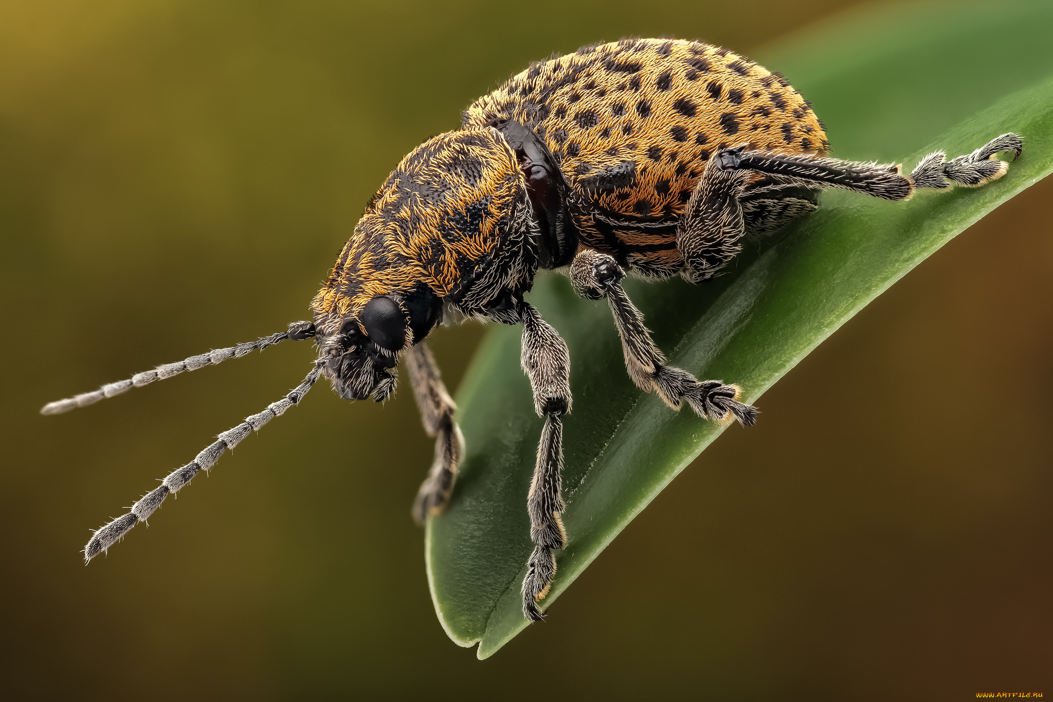 leopard, chrysomelid, животные, насекомые, жучок