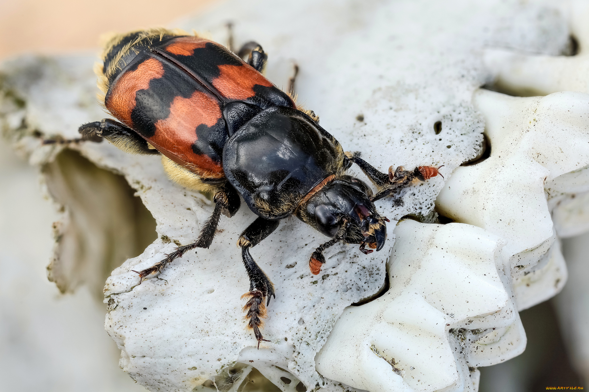 nicrophorus, vespillo, животные, насекомые, жучок