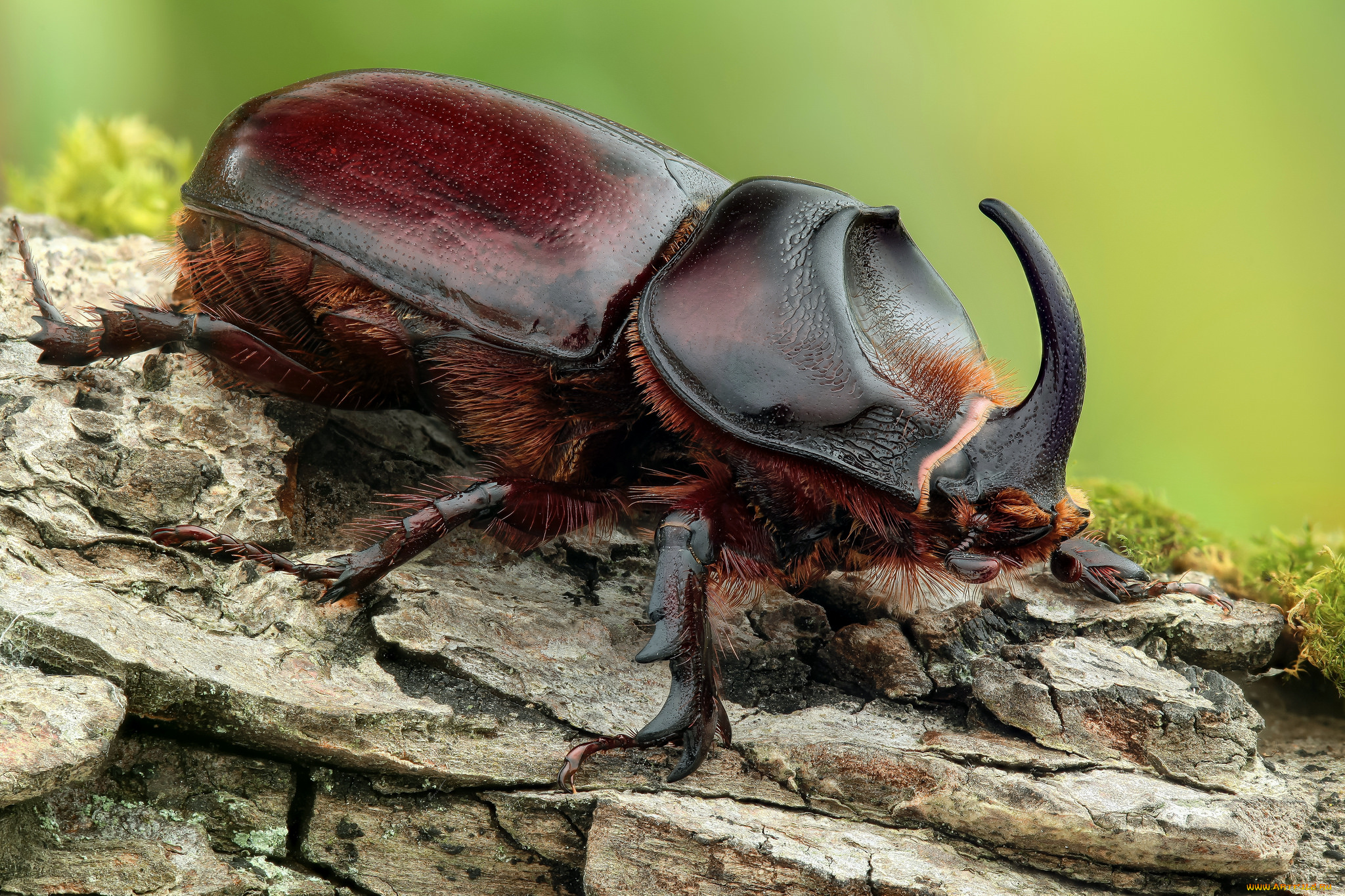 rhinoceros, beetle, -, neushoornkever, животные, насекомые, жук