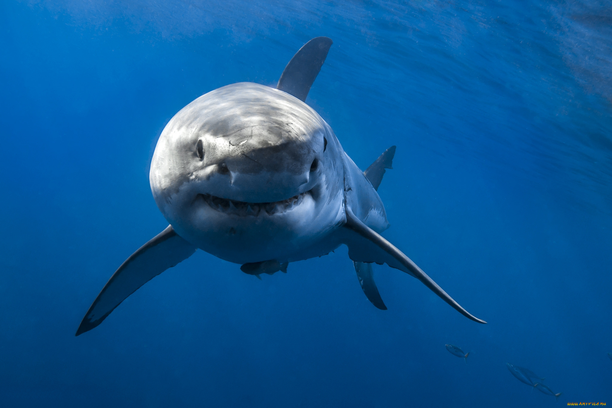 great, white, shark, животные, акулы, акула, глубина, океан