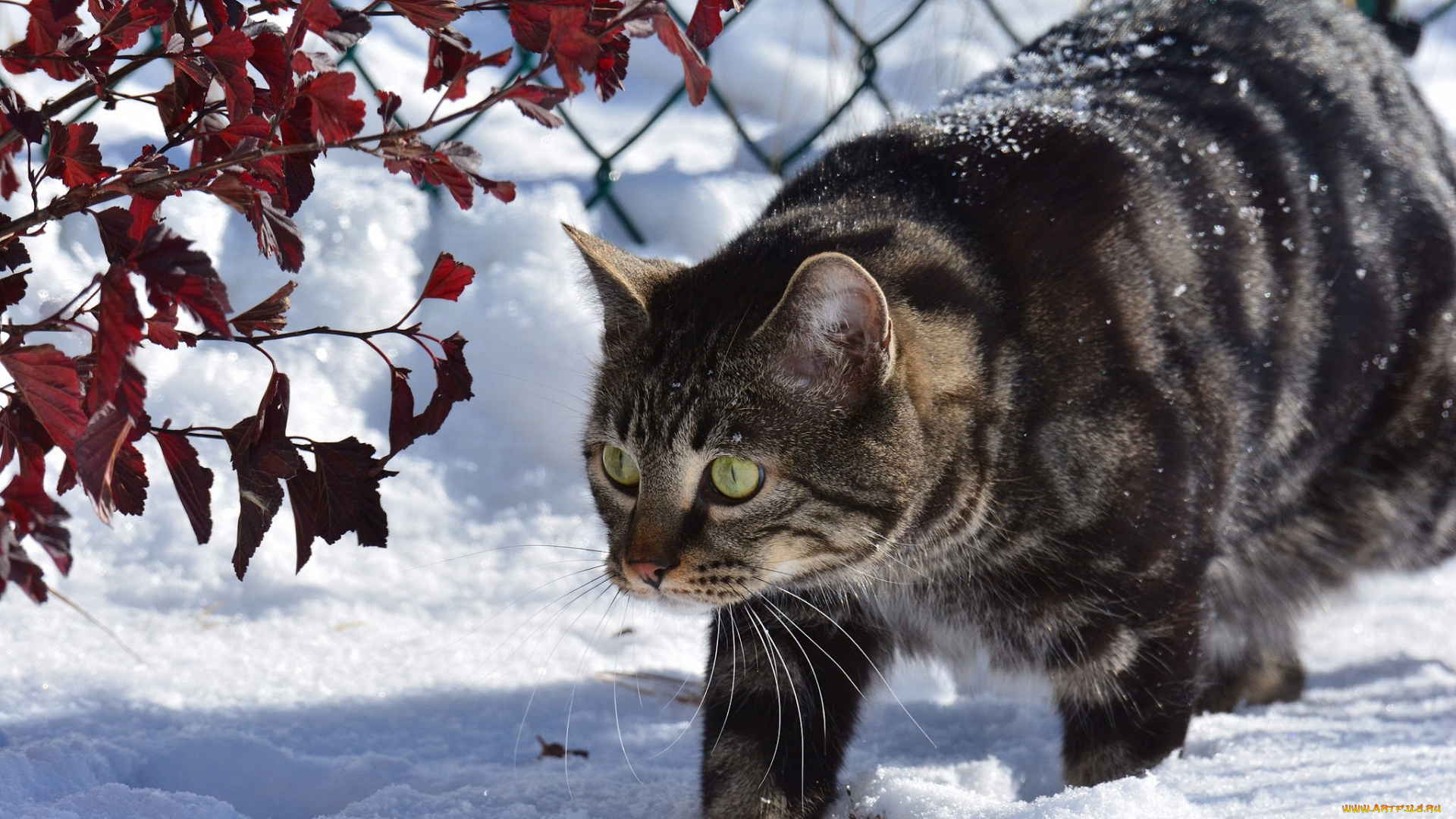 животные, коты, кот, кошка, снег, зима, ветки