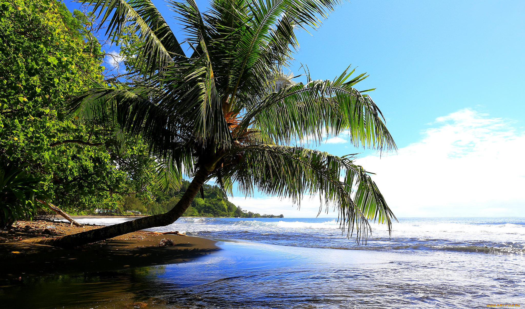 природа, тропики, побережье, пальмы