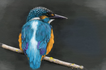 Картинка рисованное животные +птицы ветка kingfisher зимородок птица