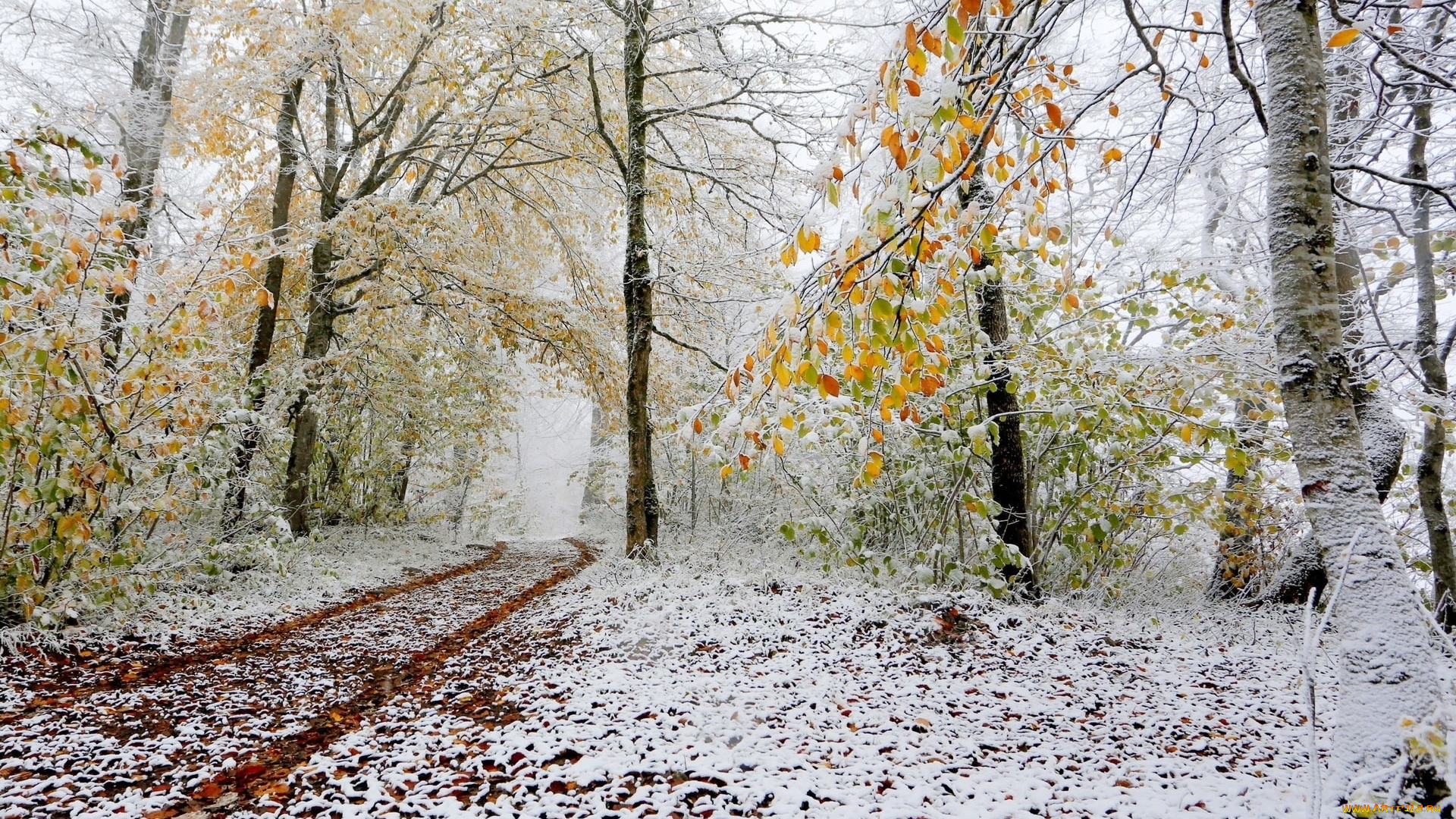 природа, дороги, осень, снег, поздняя, лес, дорожка