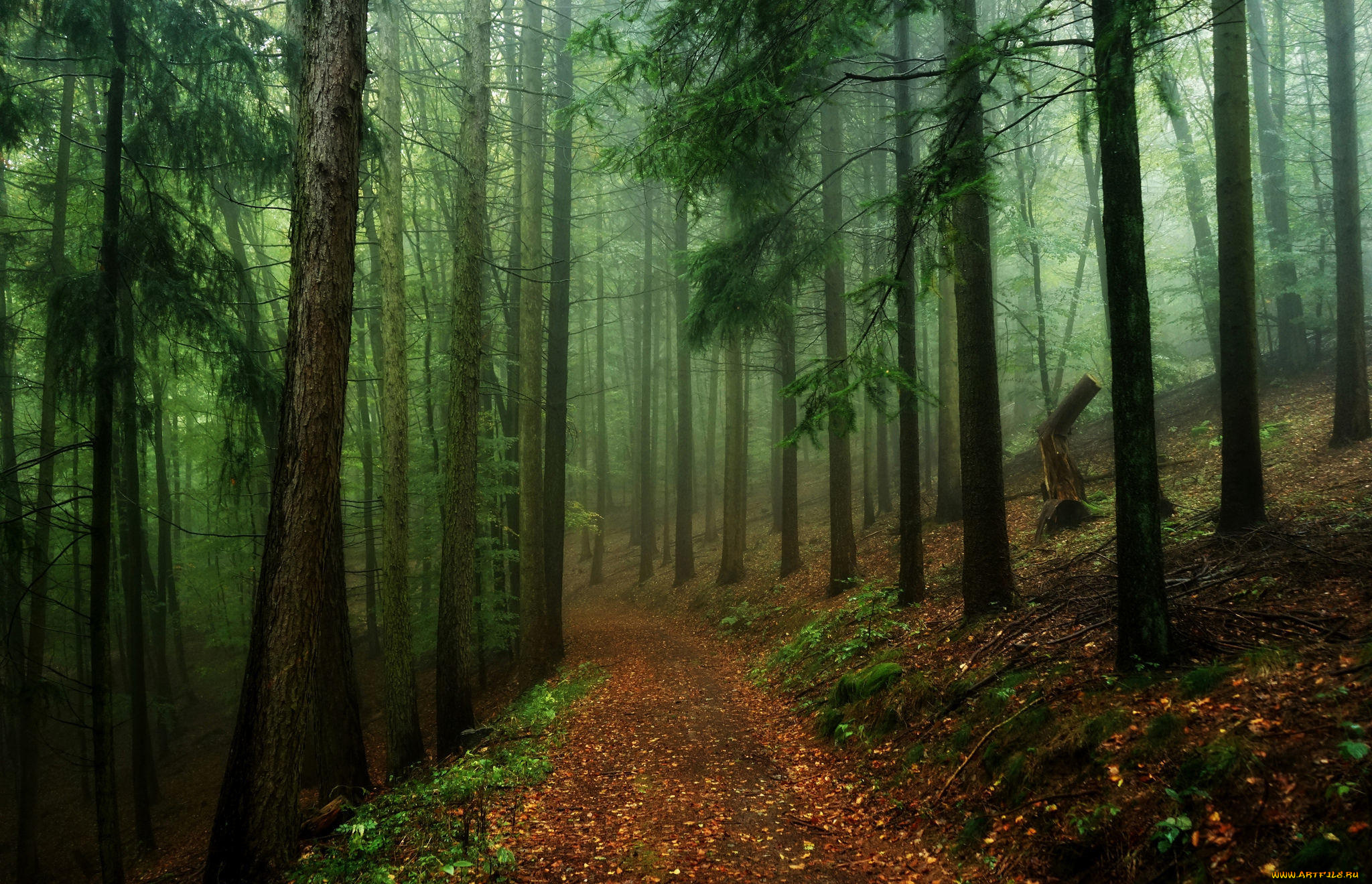 природа, дороги, дорога, туман, деревья, лес