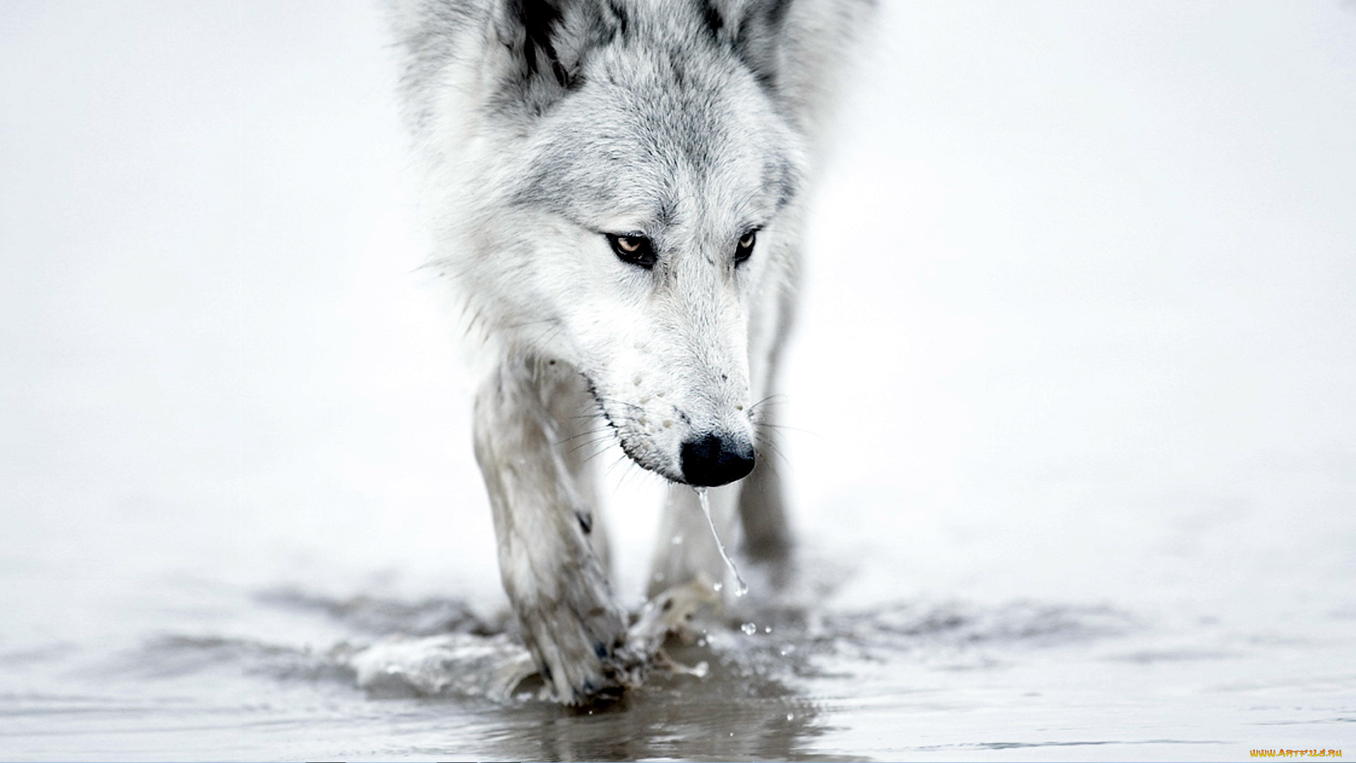 животные, волки, , койоты, , шакалы, волк, белый, вода