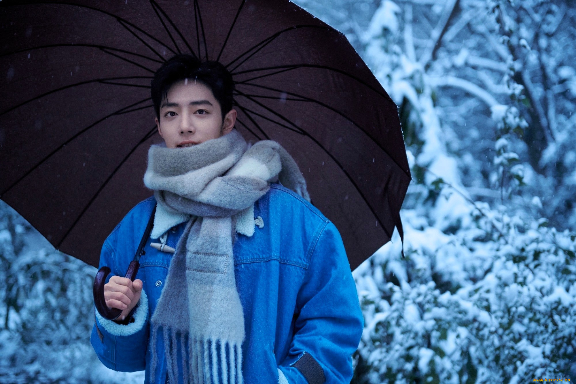 мужчины, xiao, zhan, актер, зонт, шарф, куртка, зима, лес