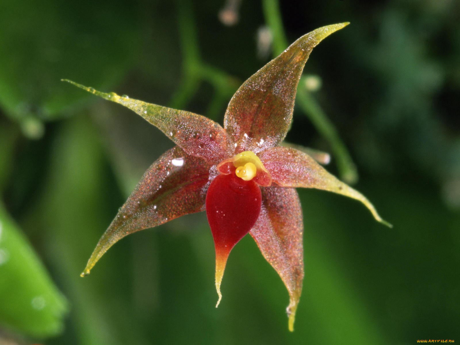 miniature, epiphytic, orchid, costa, rica, цветы, орхидеи