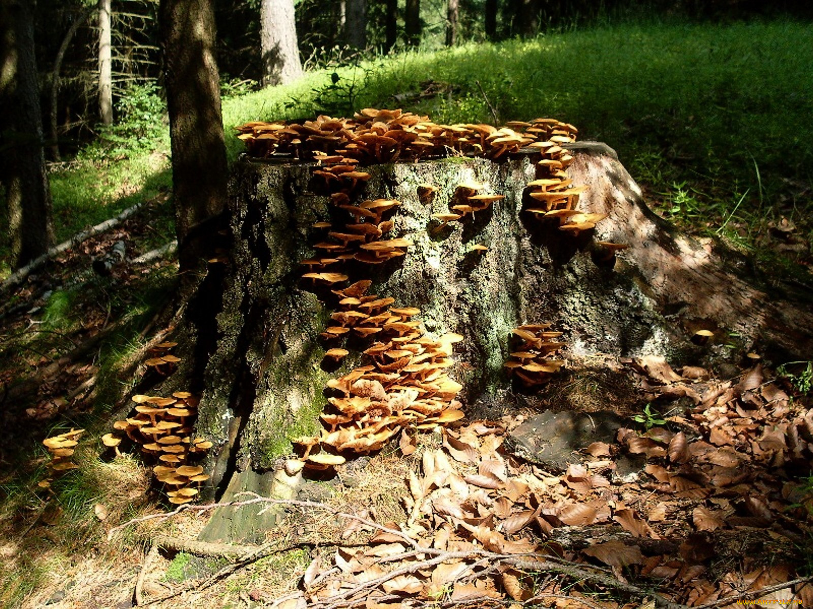 природа, грибы, лес, пень