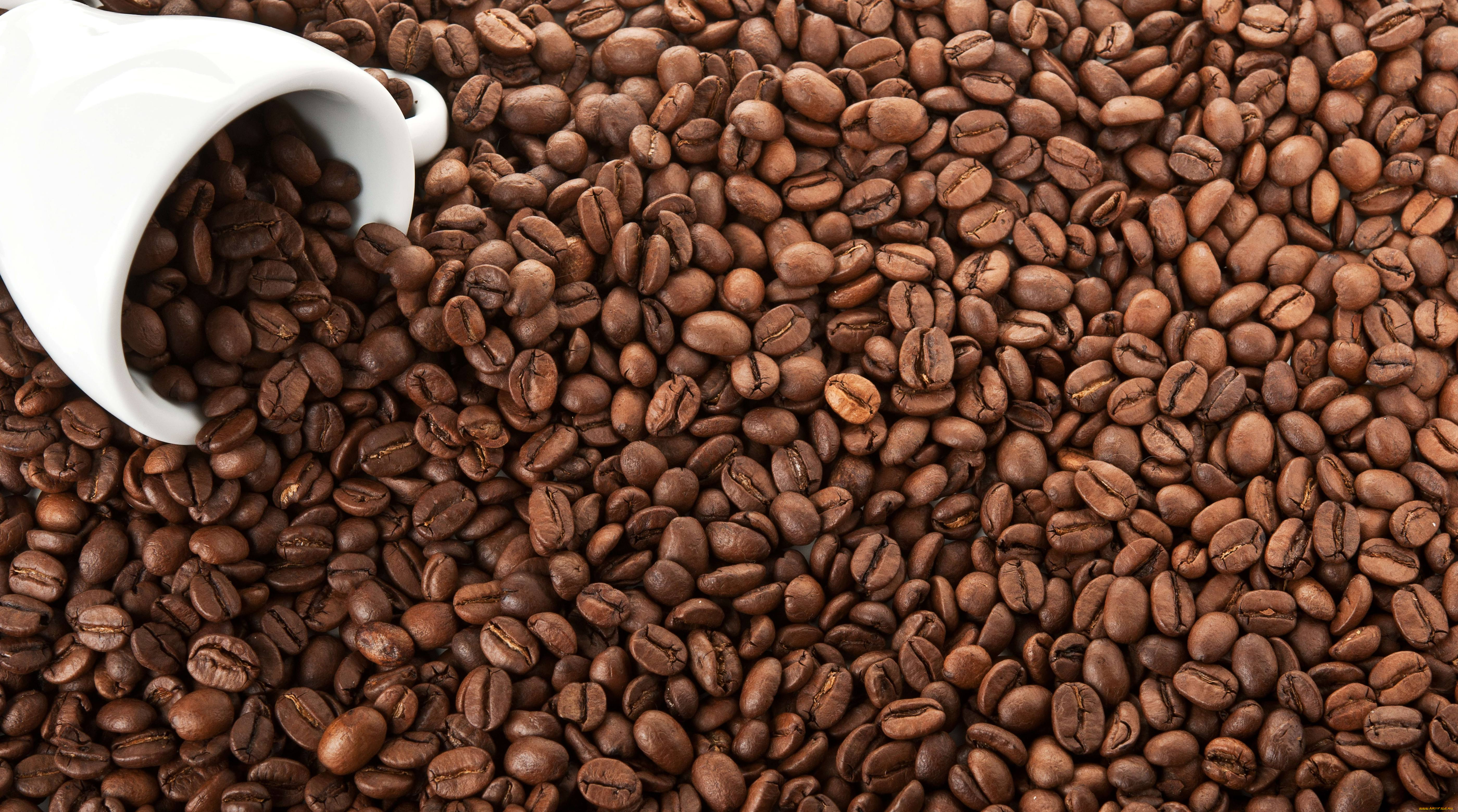 еда зерна кофе без смс