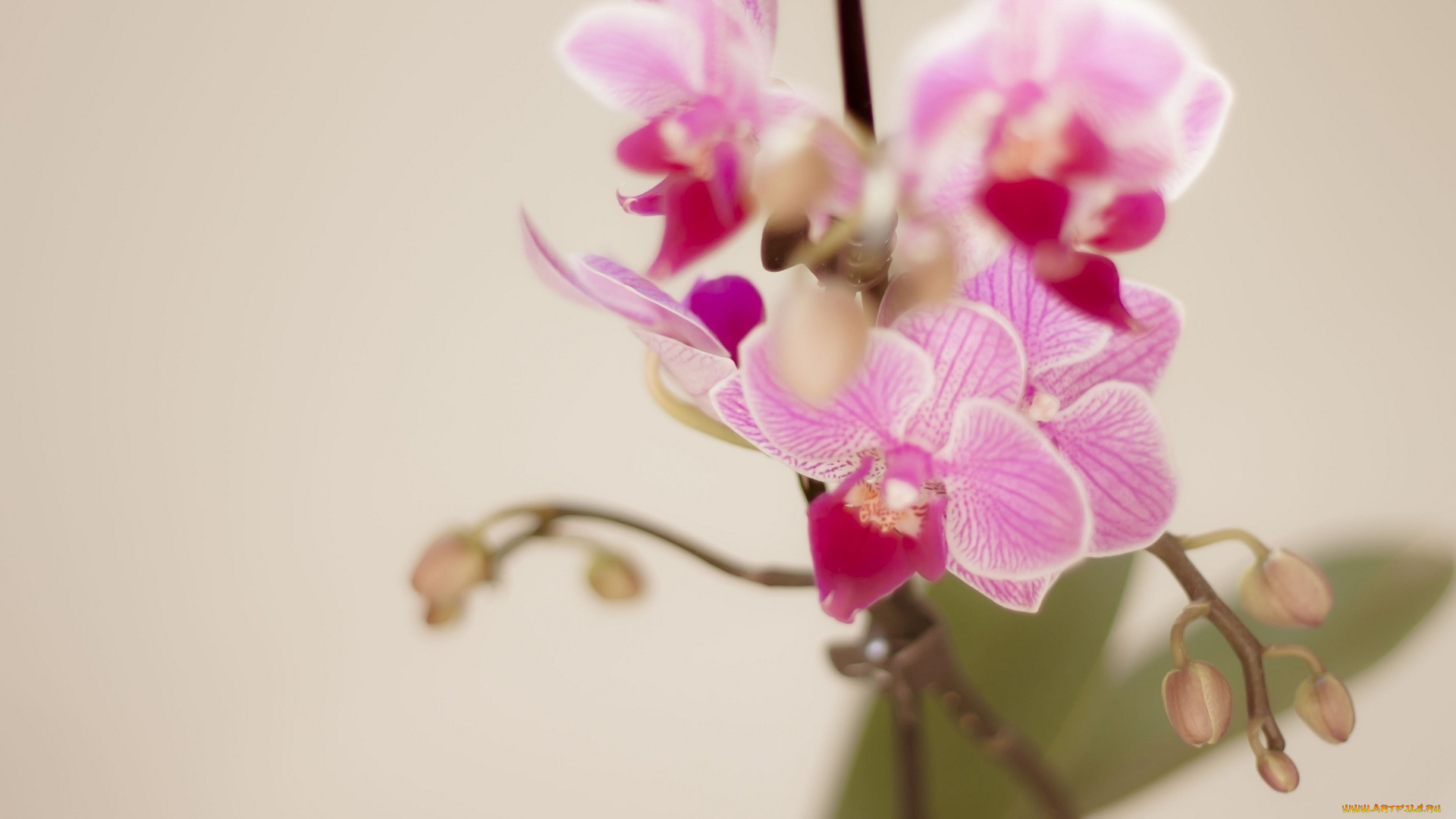 цветы, орхидеи, розовый, лепестки, ветка