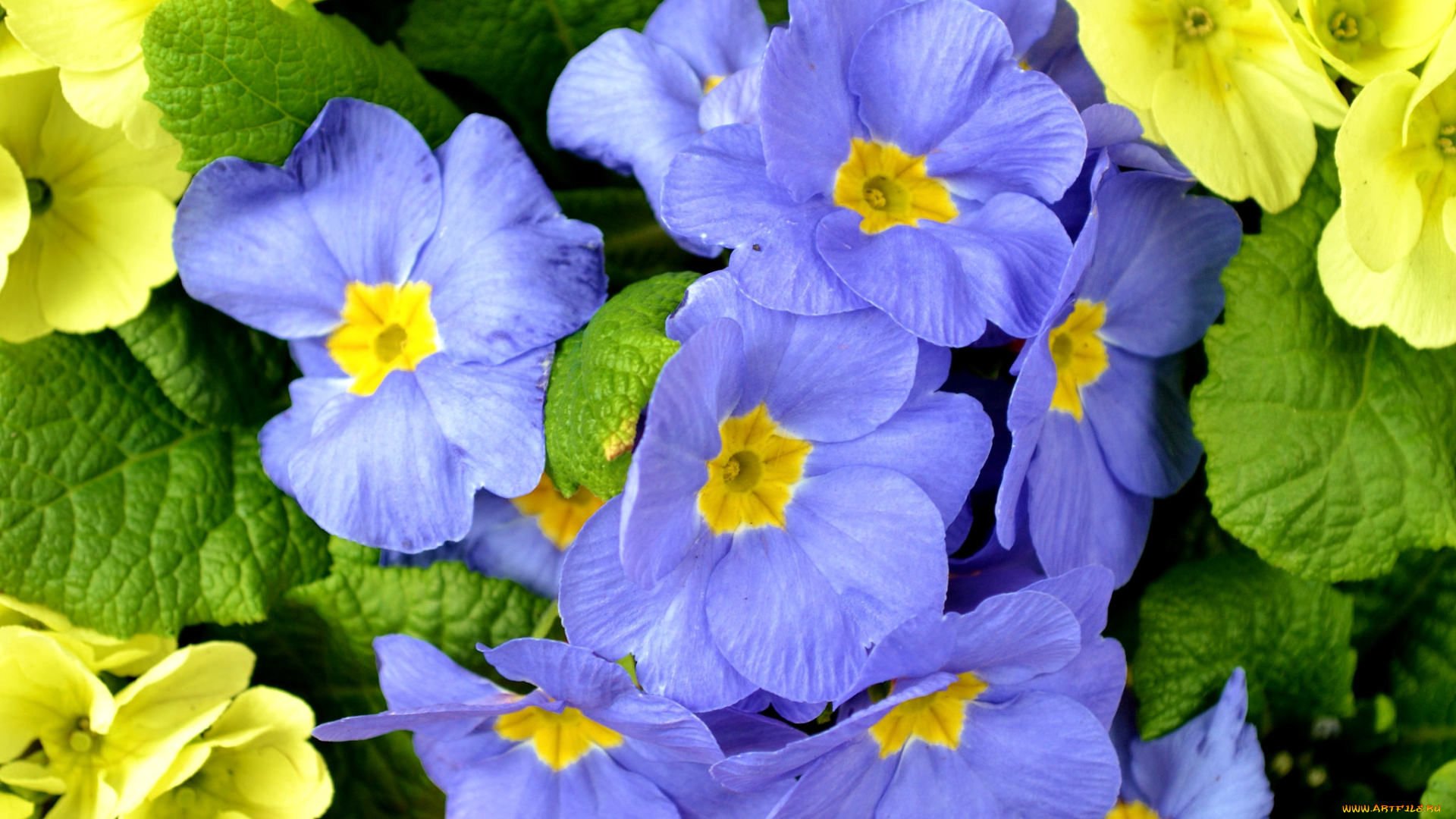 цветы, примулы, голубой