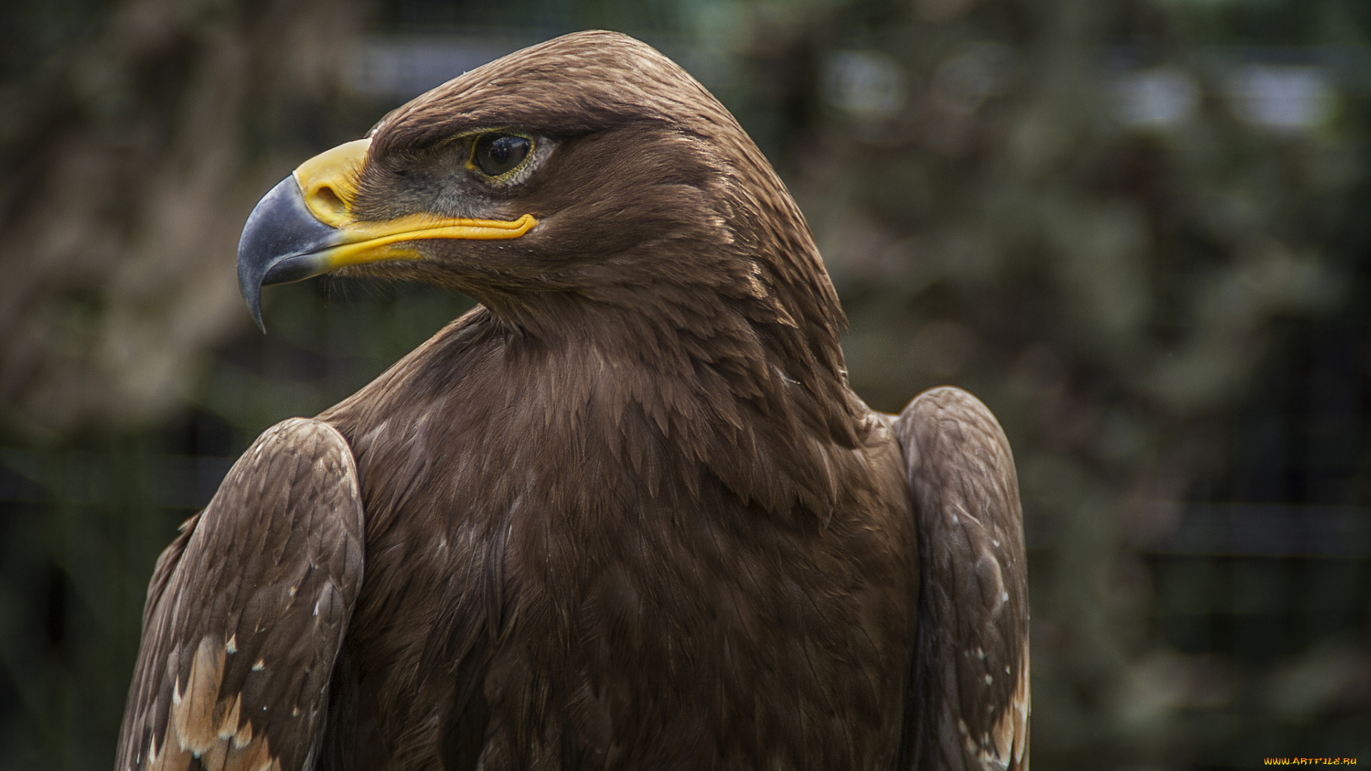 eagle, животные, птицы, -, хищники, орел, говова, клюв