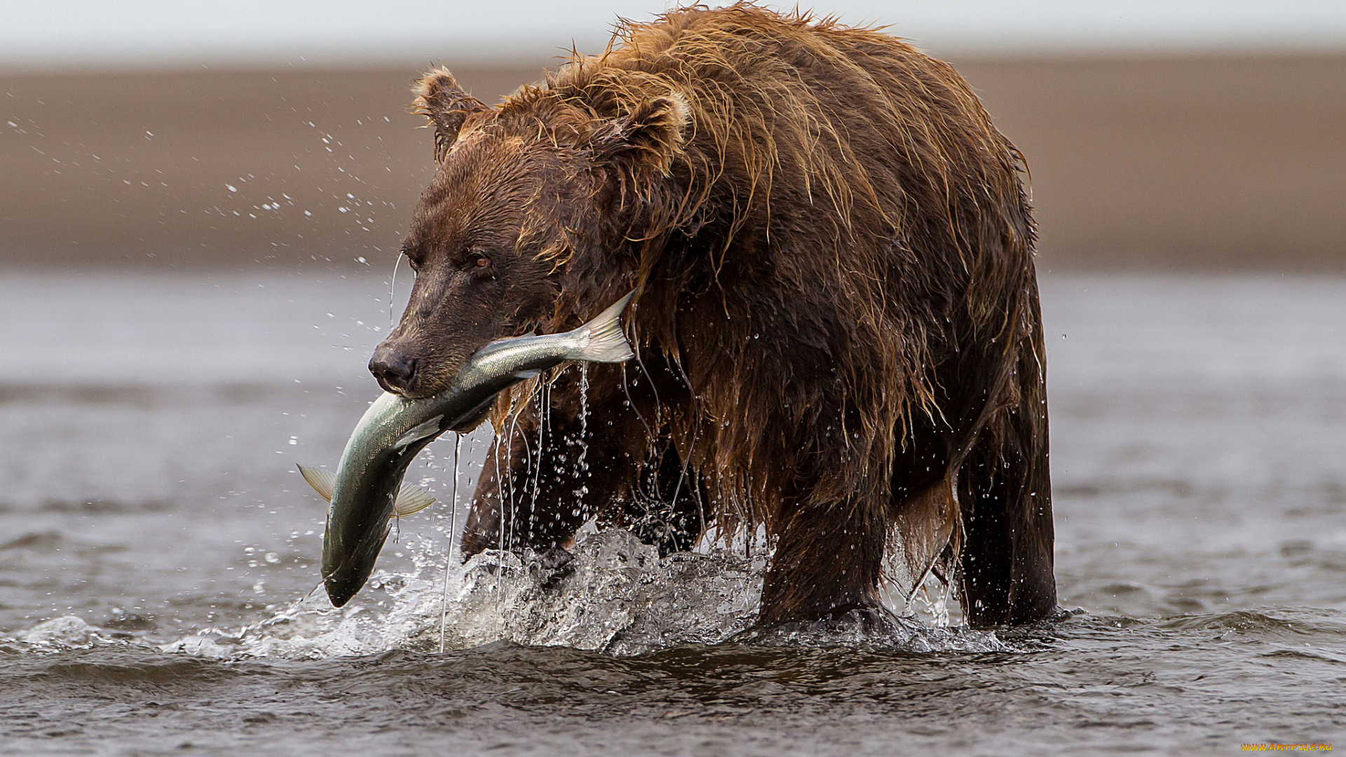 животные, медведи, добыча, лосось, медведь, река