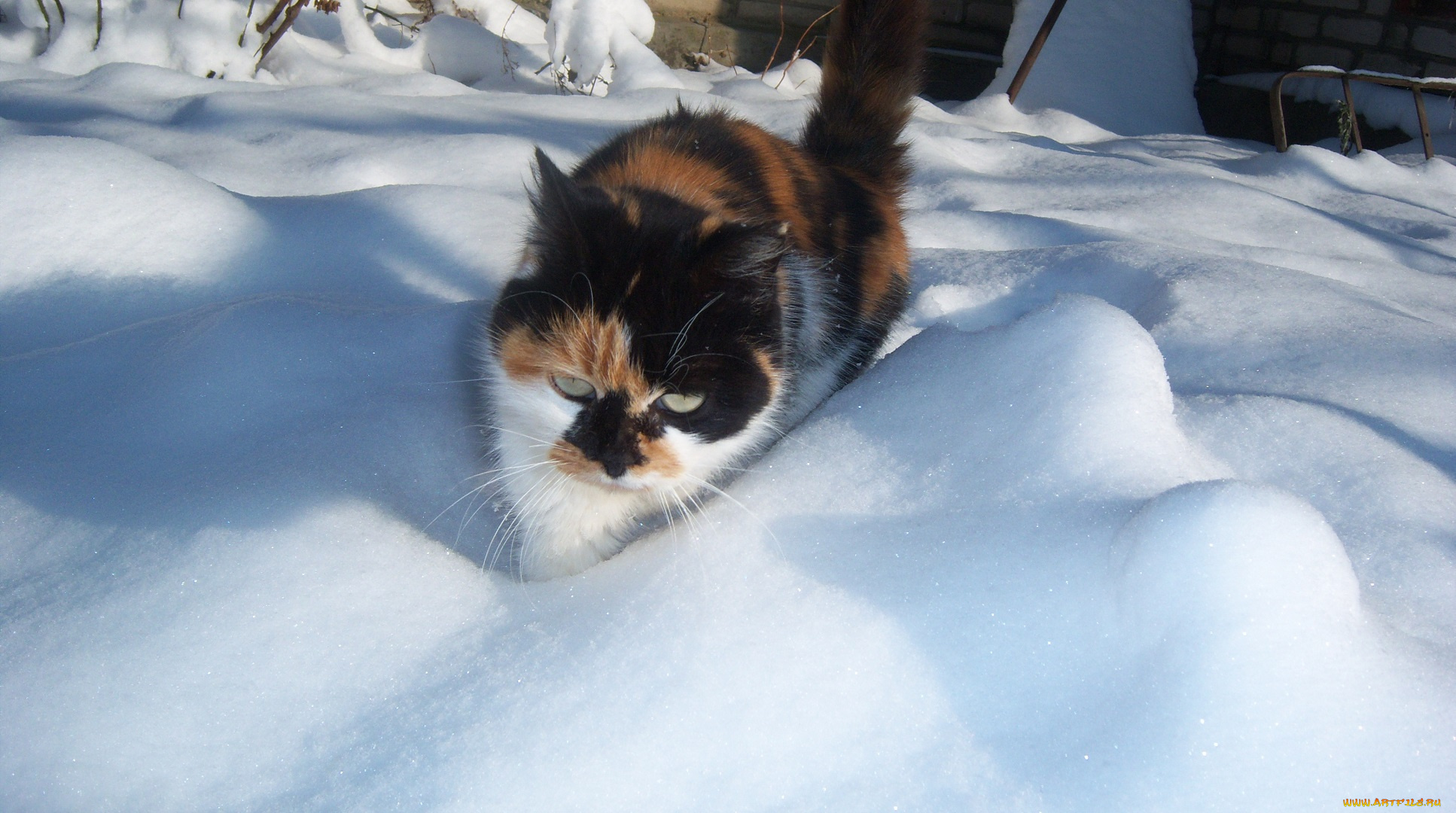 животные, коты, пробирается, снег, кошка