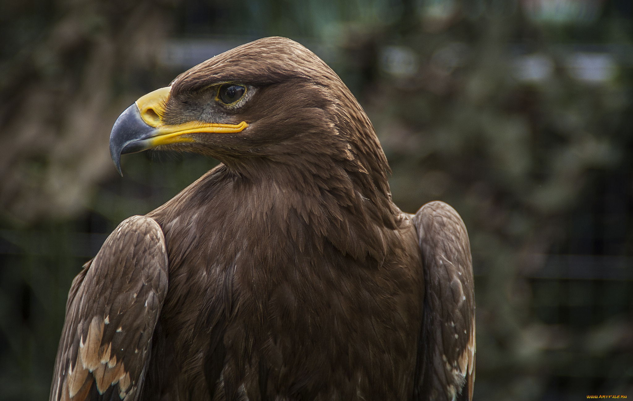 eagle, животные, птицы, -, хищники, орел, говова, клюв