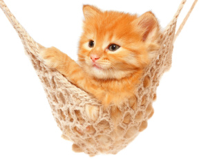 Картинка животные коты рыжий котёнок гамак