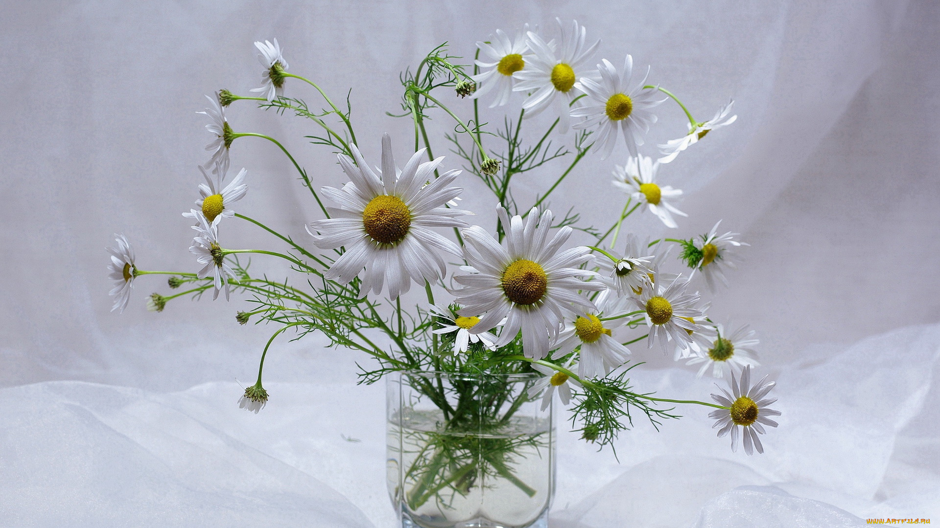 цветы, ромашки, стул, ваза бесплатно