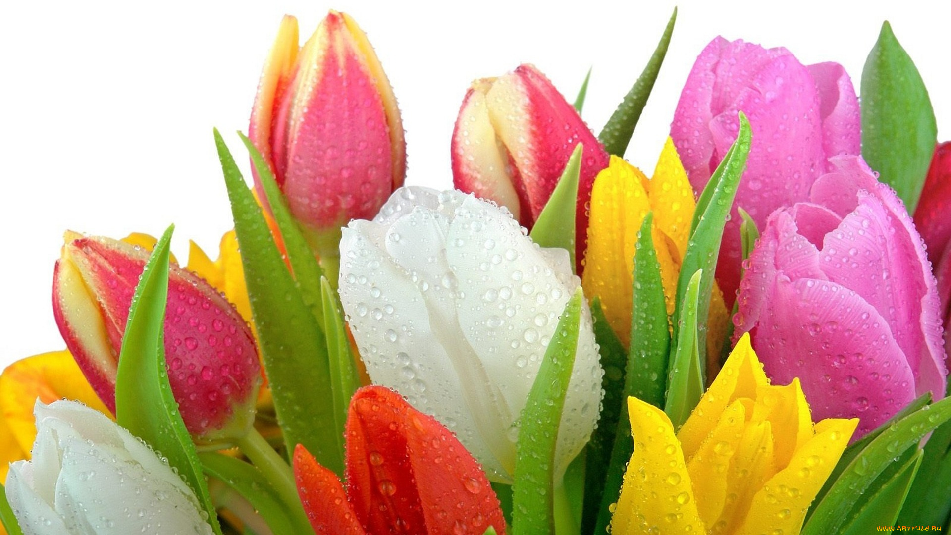 цветы, тюльпаны, капли, разноцветные
