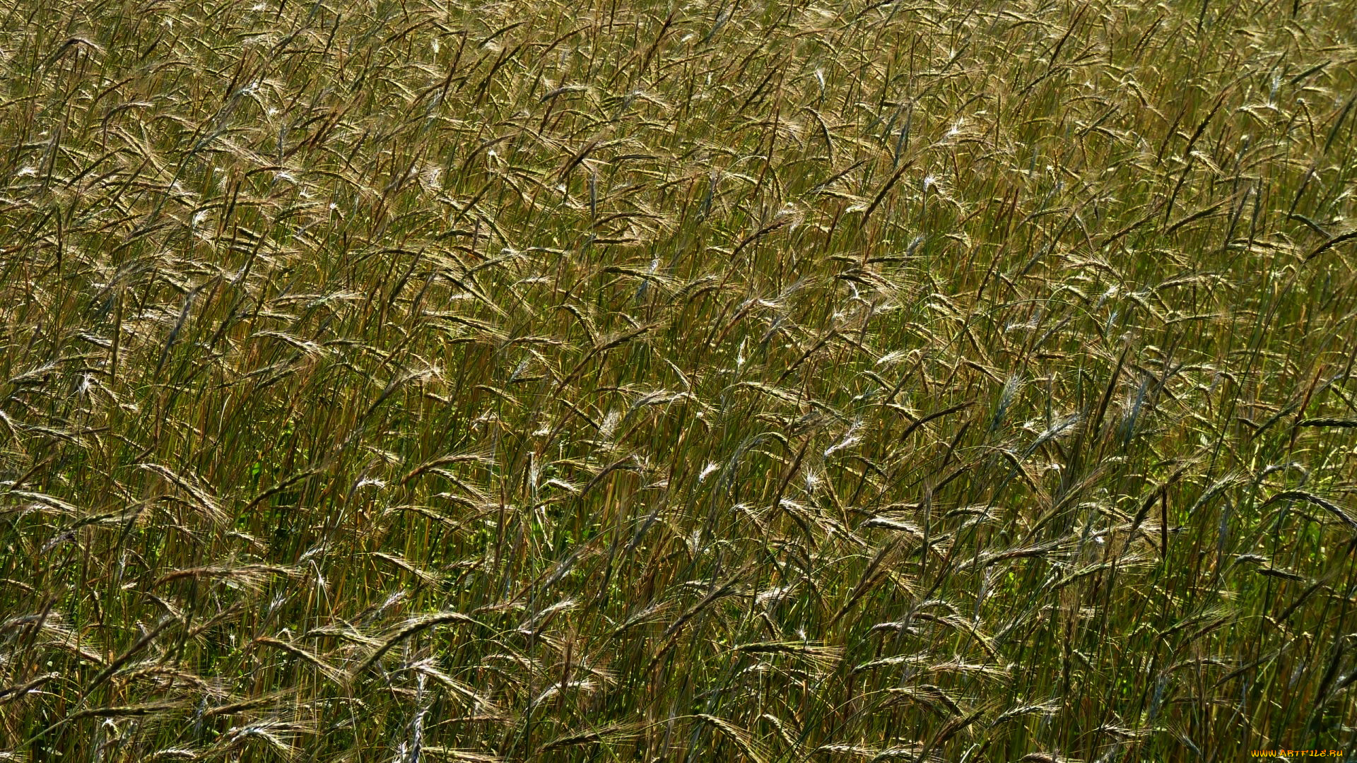 природа, поля, пшеница, урожай, колосья