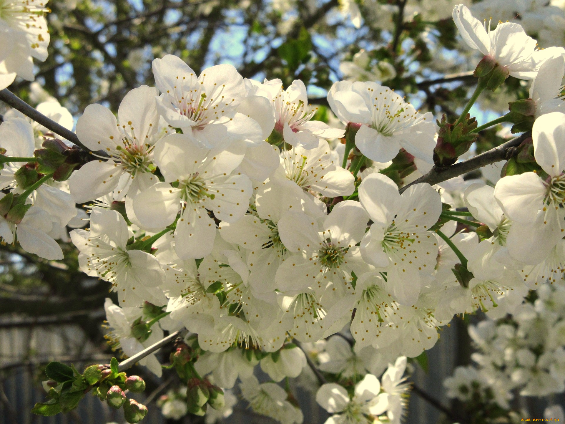цветы, сакура, , вишня, весна, 2018, апрель