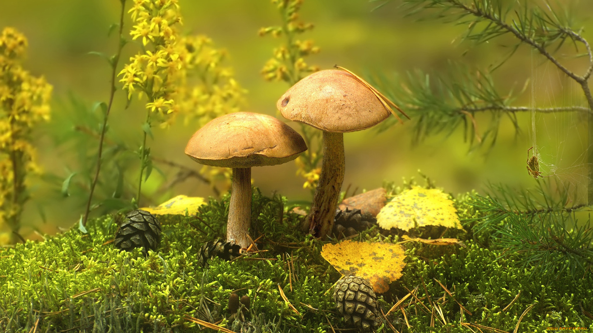 природа, грибы, подберезовики