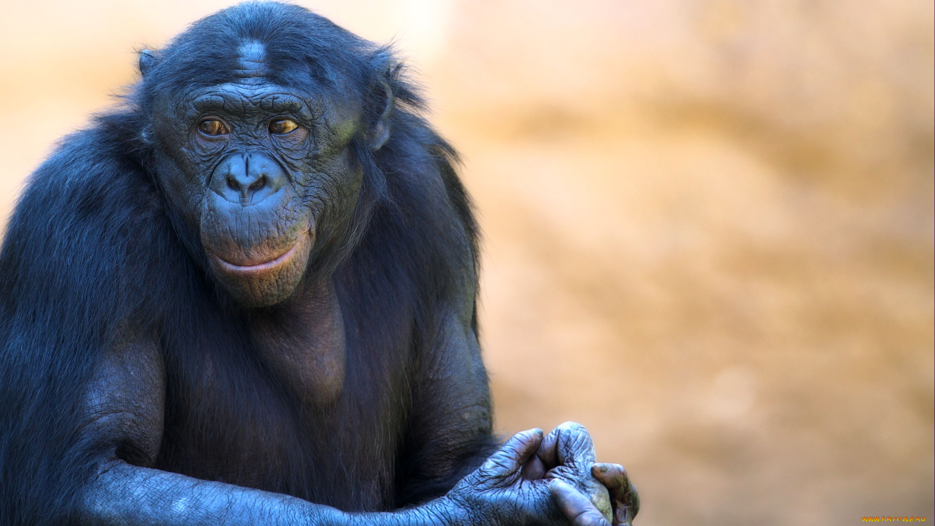 животные, обезьяны, шимпанзе