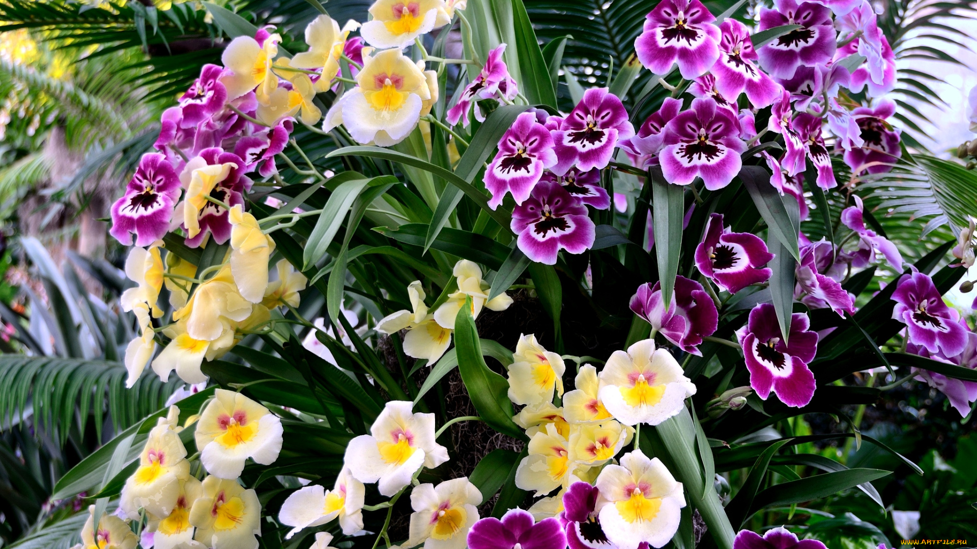 цветы, орхидеи, экзотика, разноцветный