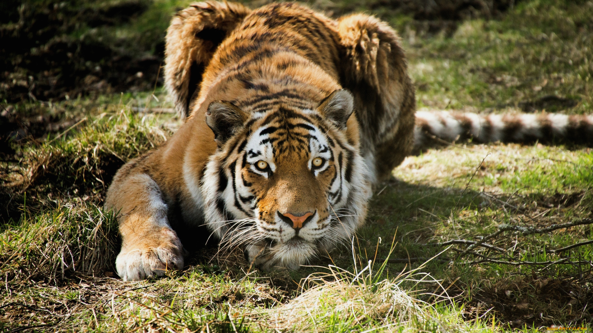 животные, тигры, хищник, настороженность