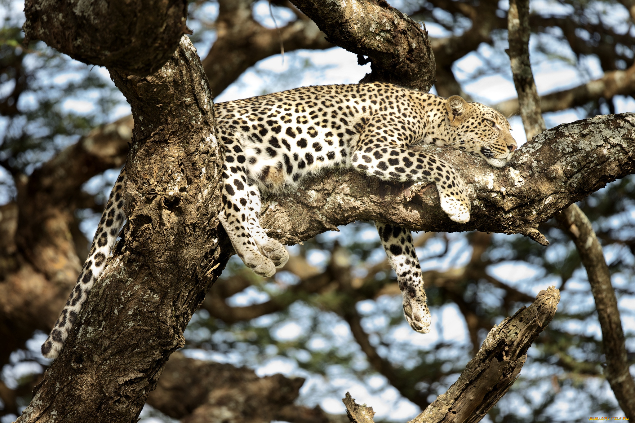 дерево животное природа леопард загрузить