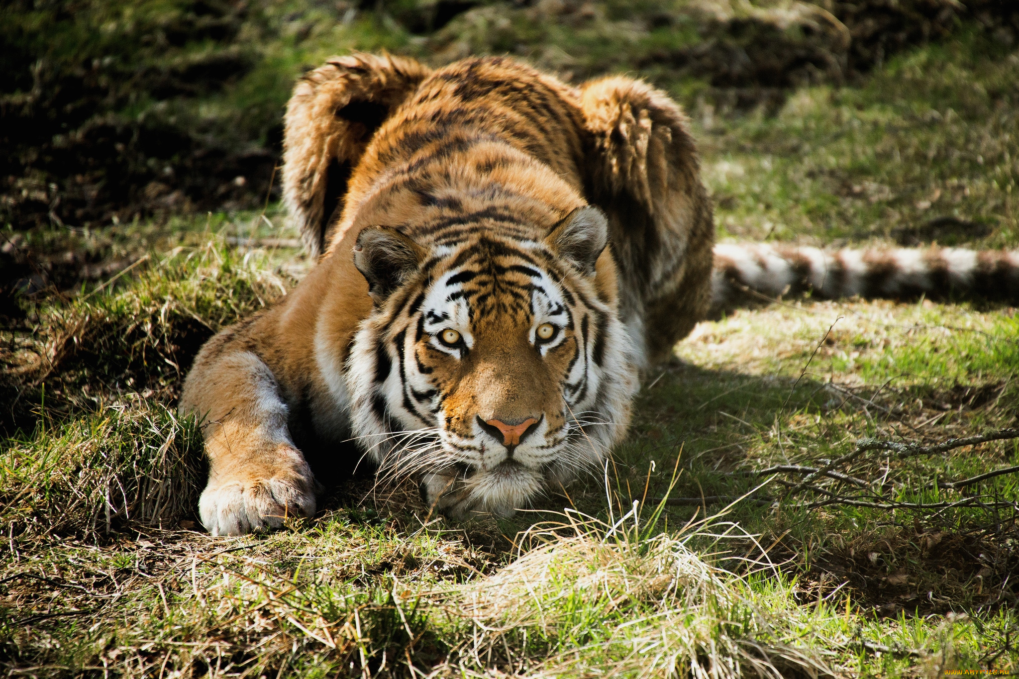 животные, тигры, хищник, настороженность