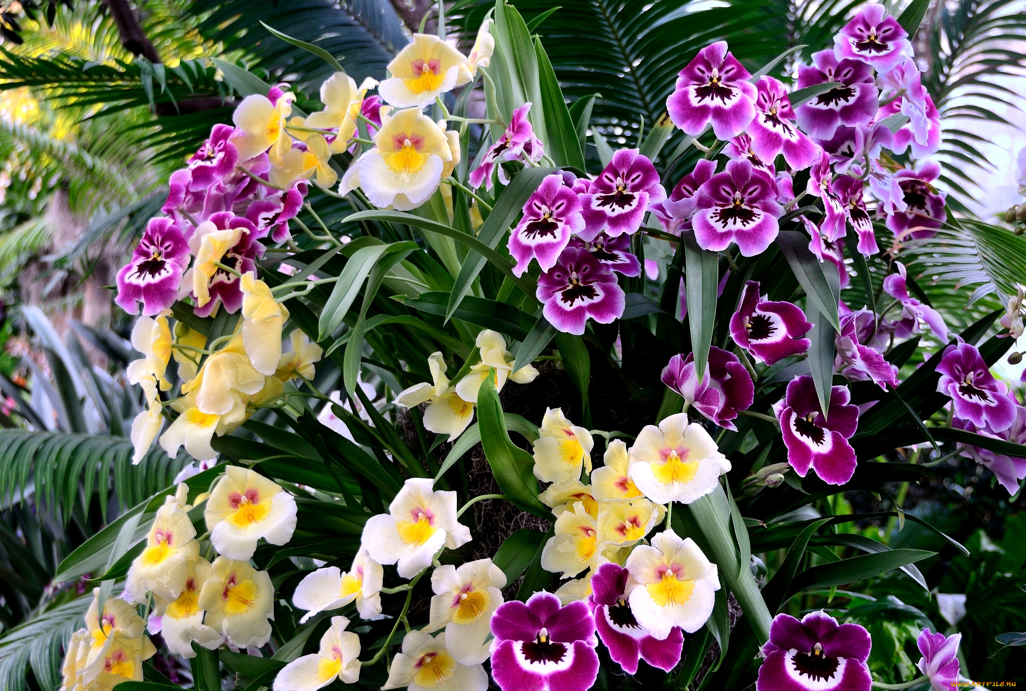 цветы, орхидеи, экзотика, разноцветный