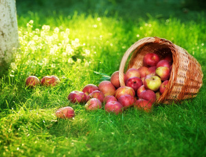 обоя еда, Яблоки, яблоки, корзинка, трава