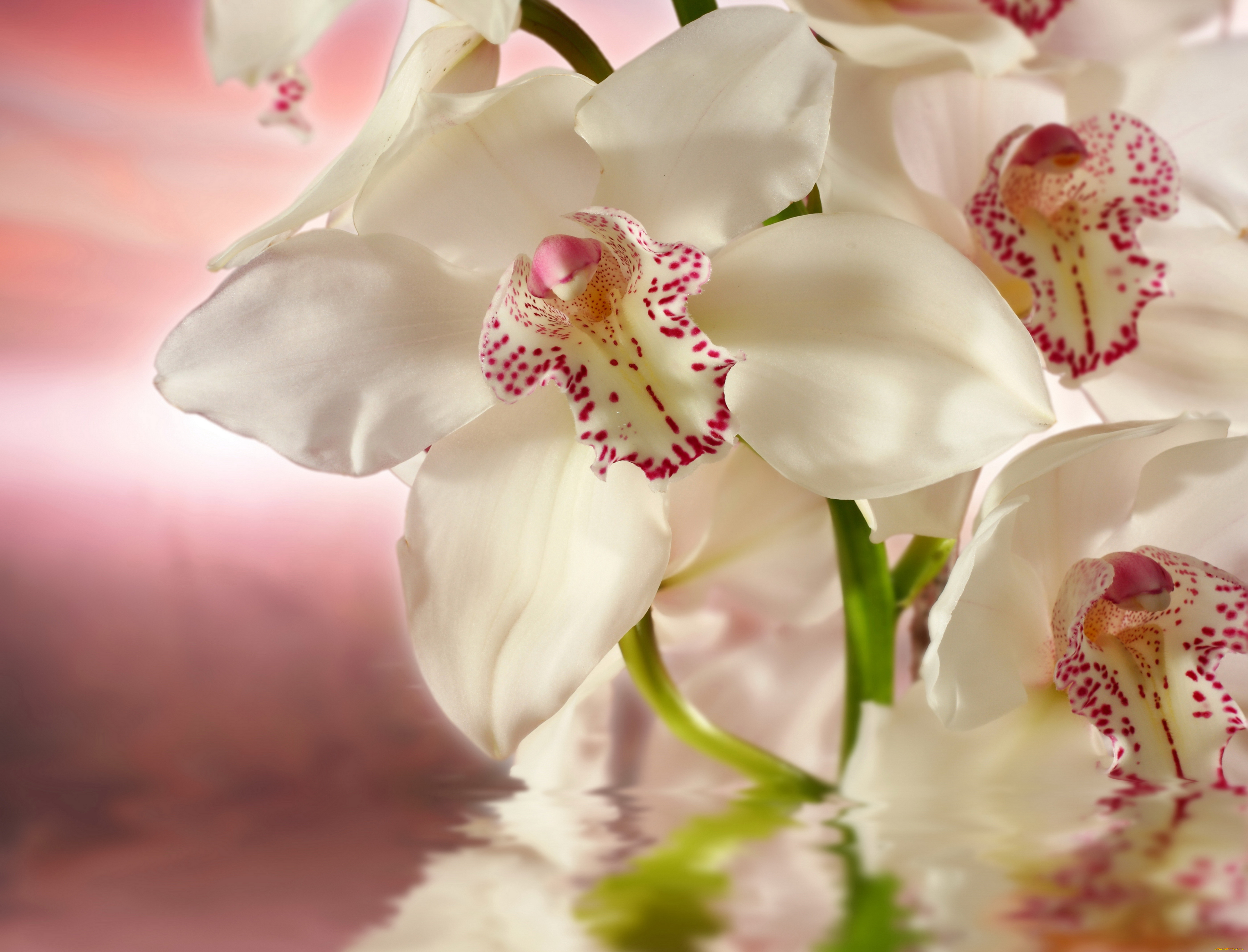 цветы белые орхидеи без смс