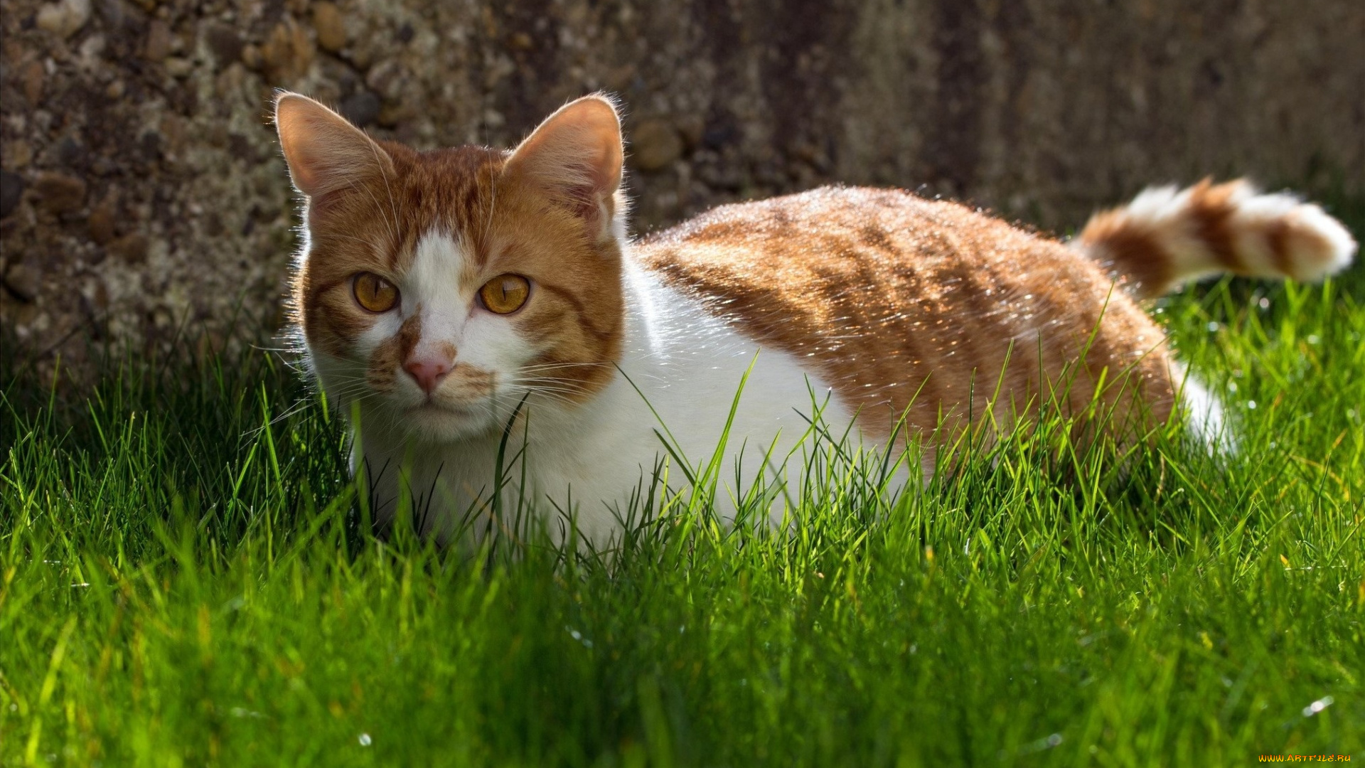 животные, коты, grass, cat, animal, трава, кошка