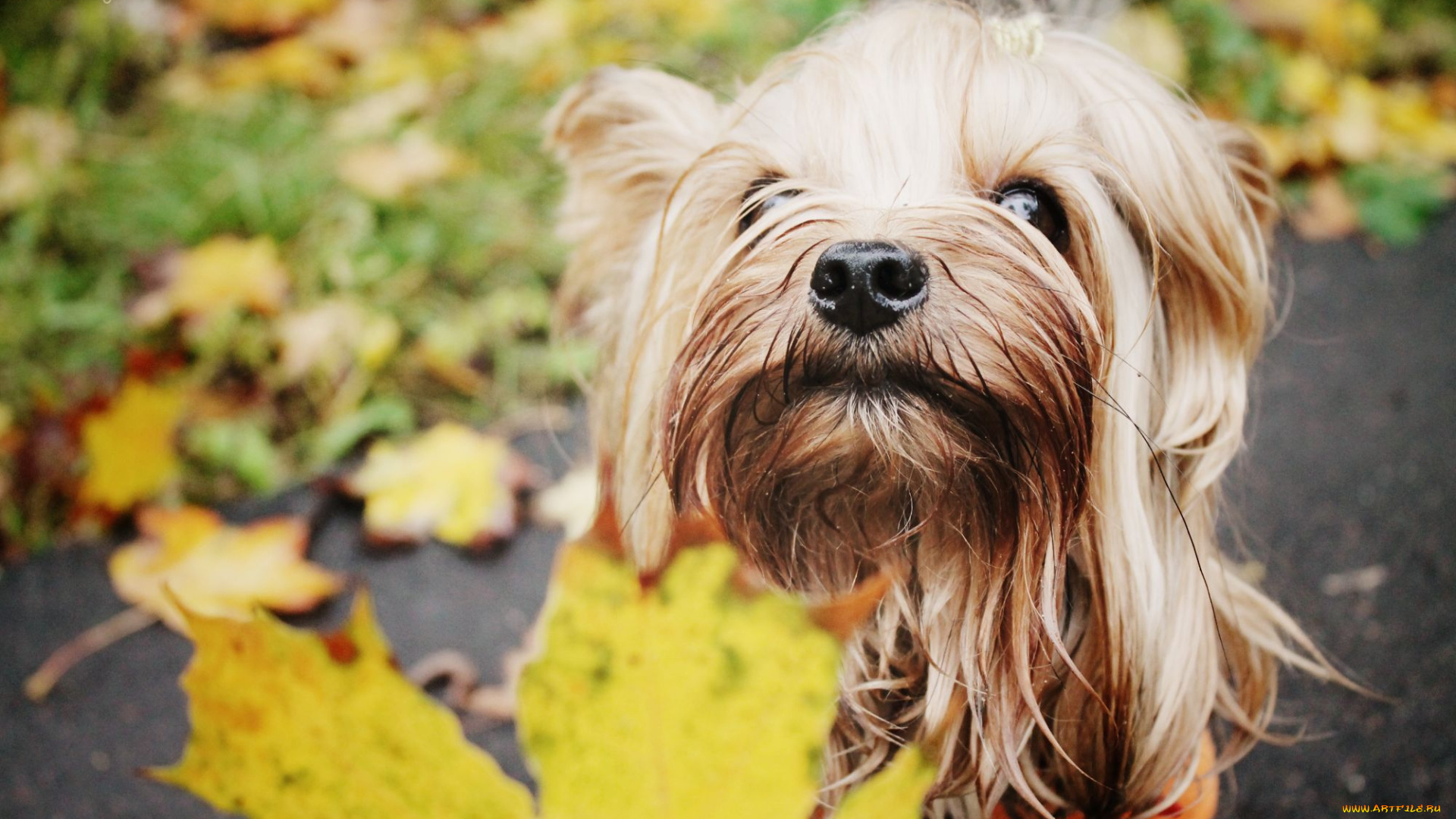 животные, собаки, осень, листья, йорки, прогулка