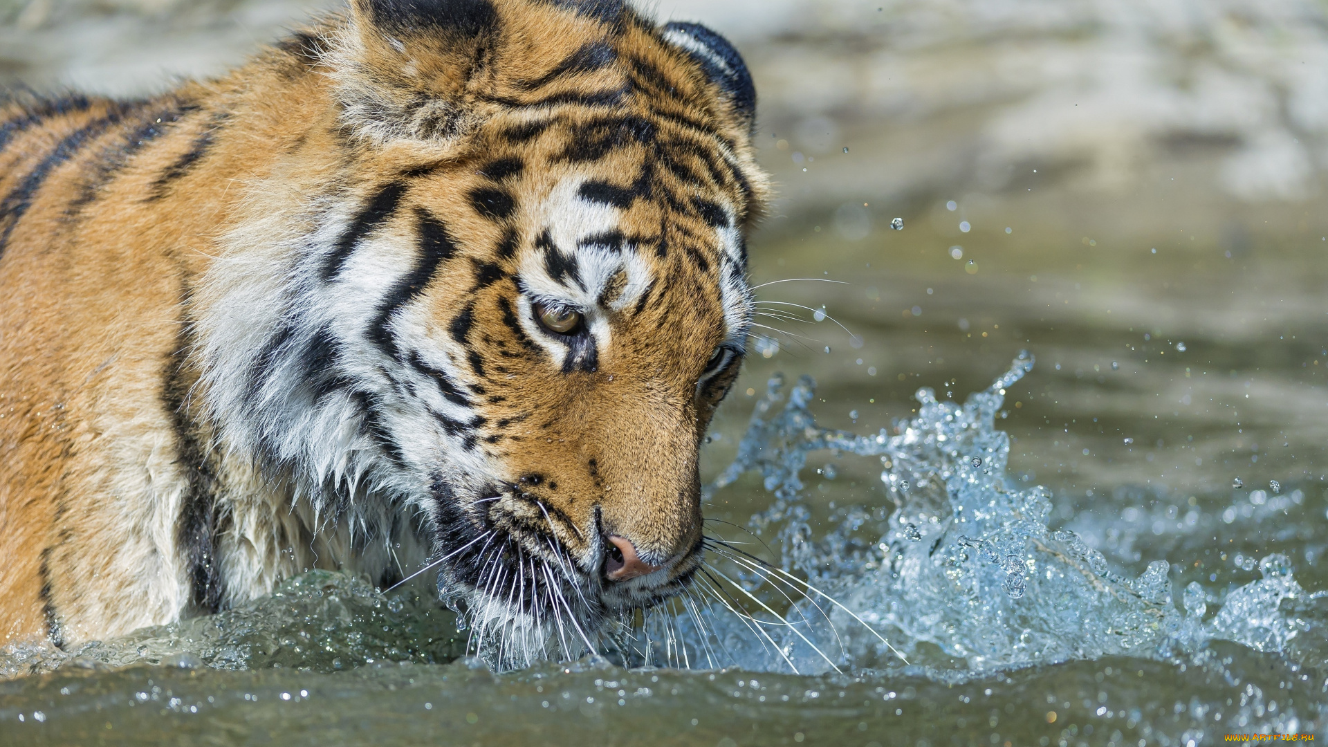 животные, тигры, купание, брызги, вода, морда, кошка