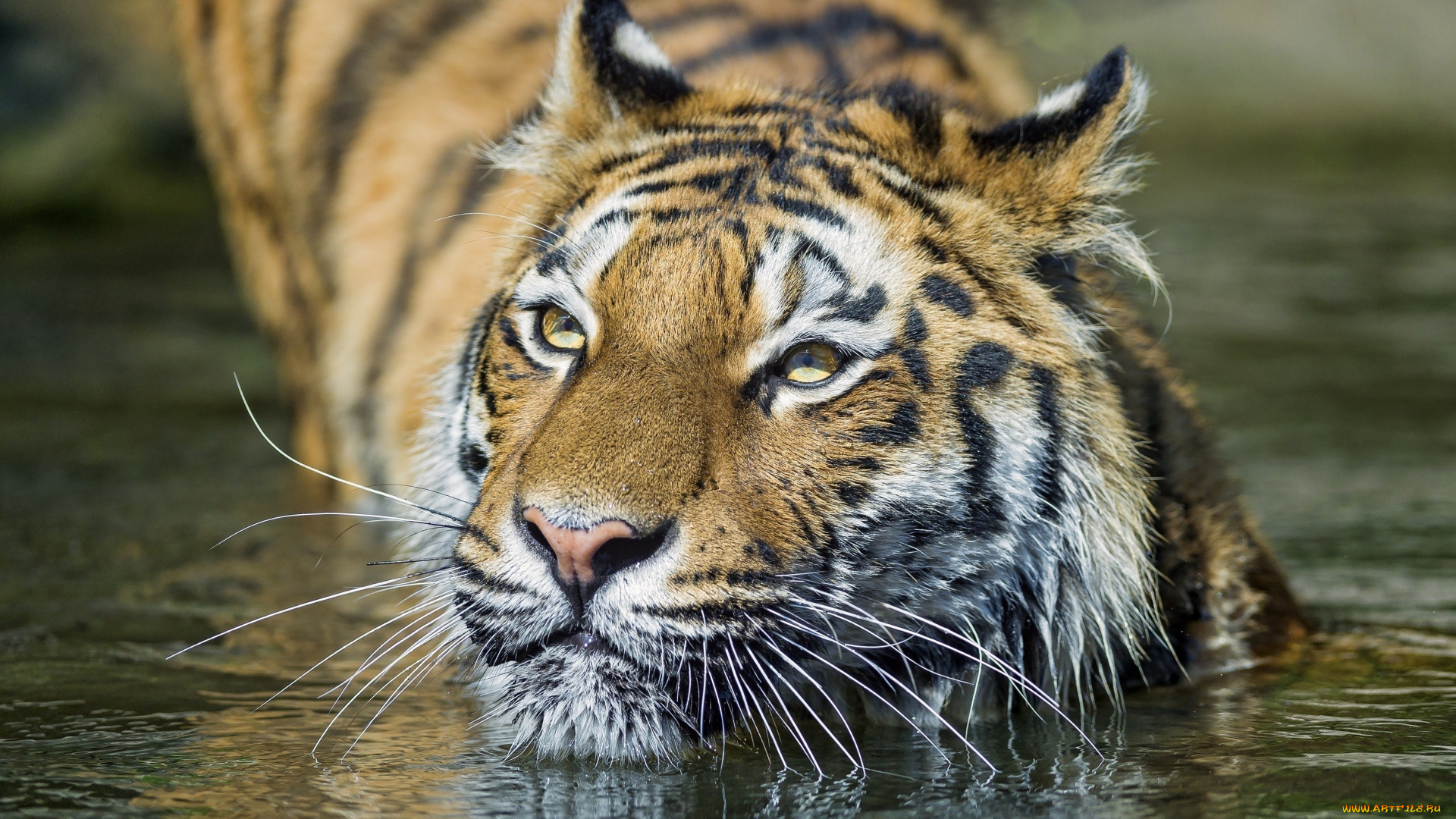 животные, тигры, купание, вода, морда, кошка