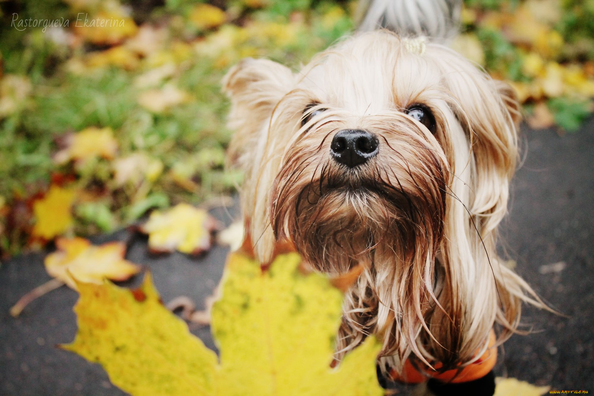 животные, собаки, осень, листья, йорки, прогулка