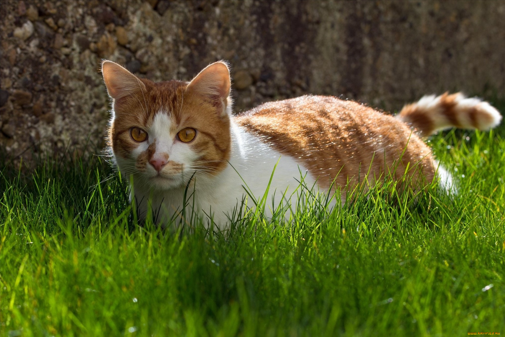 животные, коты, grass, cat, animal, трава, кошка