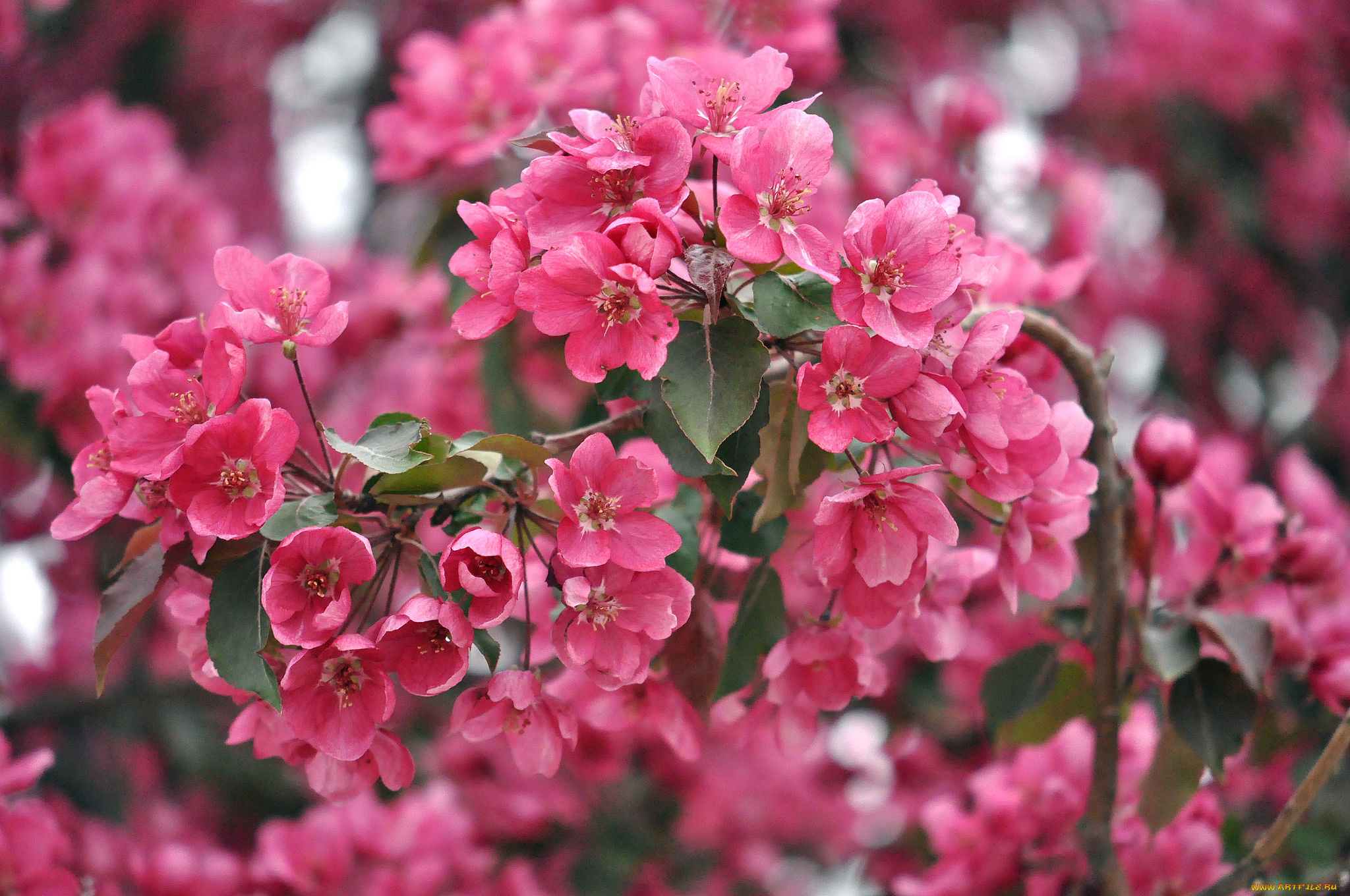 цветы, цветущие, деревья, , , кустарники, розовый