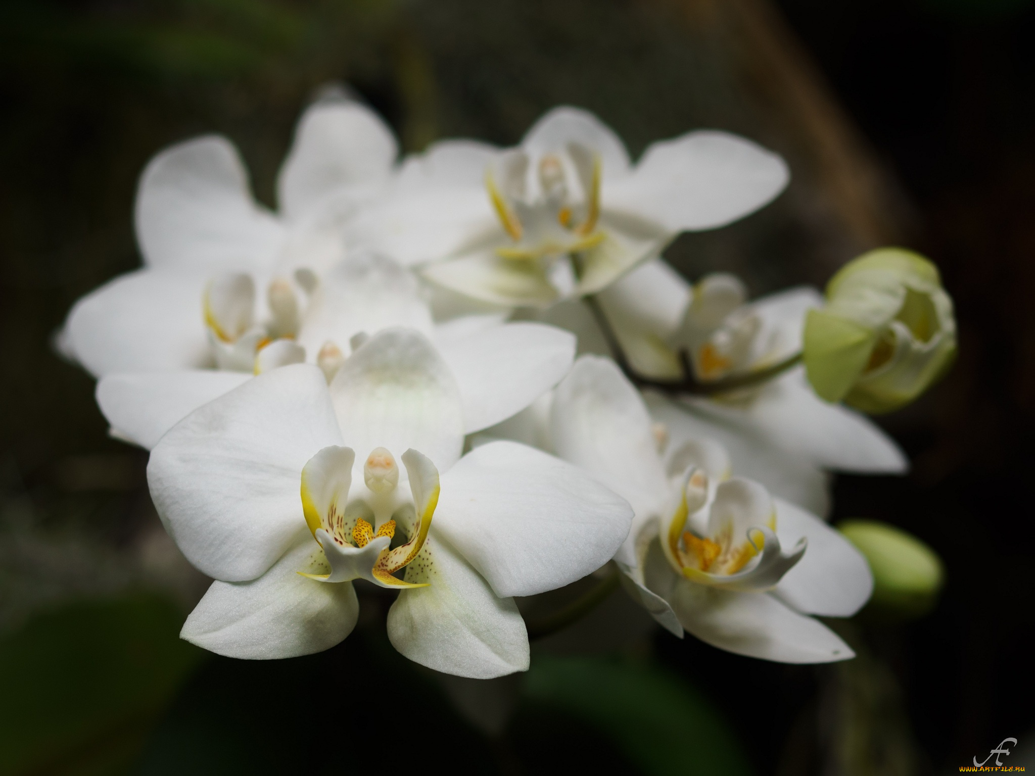 цветы, орхидеи, макро, лепестки, белый