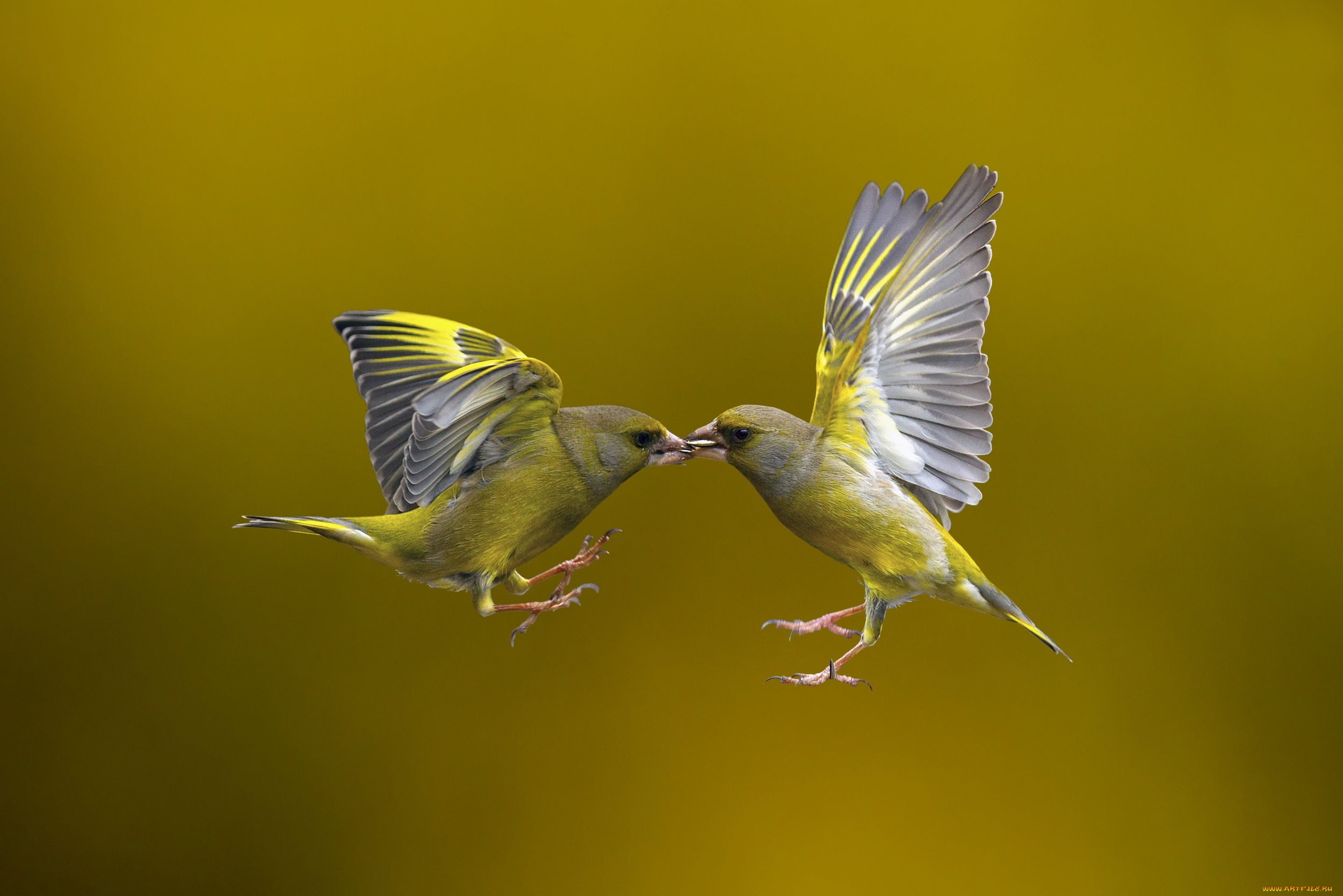 животные, щеглы, , чижи, полёт, птицы, фон, flying, kiss