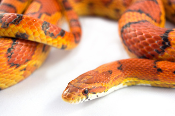 Картинка животные змеи +питоны +кобры оранжевая цвет