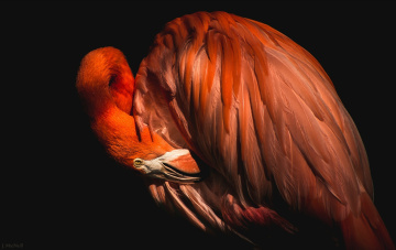 Картинка животные фламинго птица клюв перья профиль